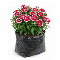 Planta Ornamental Clavelina