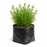 Planta Ornamental Estragon