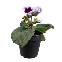 Planta Ornamental Gloxinia M12