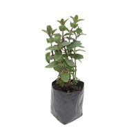 Planta Ornamental Hierbabuena