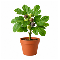 Planta Ornamental Higos con Fruto