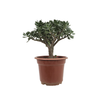 Planta Ornamental Jade