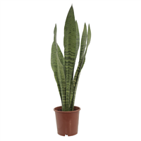 Planta Ornamental Lengua Suegra