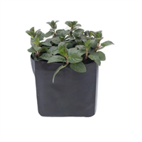 Planta Ornamental Menta