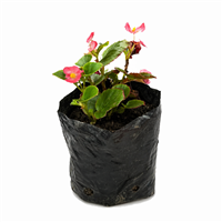 Planta Ornamental Teresitas