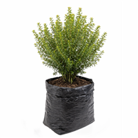 Planta Ornamental Mirto