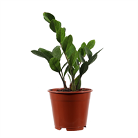 Planta Ornamental Zamia Oculca
