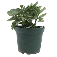 Planta Ornamental Kalanchoe