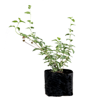 Planta Ornamental Lantana B1