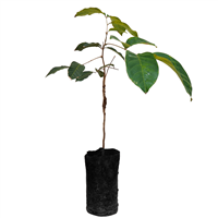 Planta Ornamental Mamon Chino