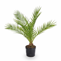 Planta Ornamental Palmera Fenix