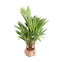 Planta Ornamental Palmera Tallo Rojo