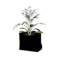 Planta Ornamental Dusty Miller