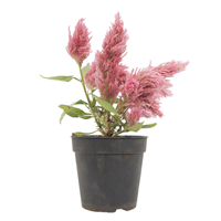 Planta Ornamental Celosia M12