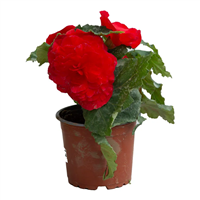 Planta Ornamental Begonia Doble