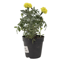 Planta Ornamental Marigold Marvel