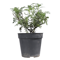 Planta Ornamental Marigold Bonanza