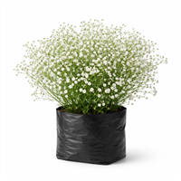 Planta Ornamental Gypsofilias