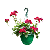 Planta Ornamental Colgante Geranio