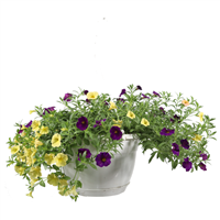 Planta Ornamental Petunia Mini Colgante