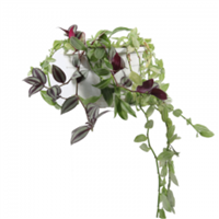 Planta Ornamental Cucaracha Colgante