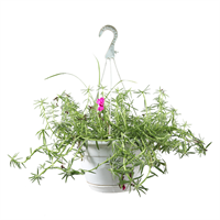 Planta Ornamental Portulaca Colgante