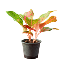 Planta Ornamental Aglaonema