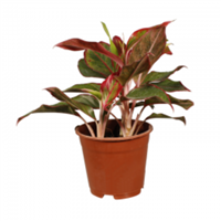 Planta Ornamental Aglaonema Mac