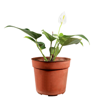 Planta Ornamental Anturio Enano Mac 1/2 Galon