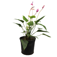 Planta Ornamental Anturio Enano Mac 600