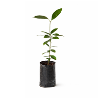 Planta Ornamental Canelas B.P