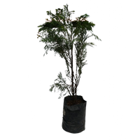 Planta Ornamental Cipres Italiano Mac Pequeño