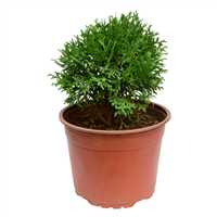 Planta Ornamental Cipres Palmeado Mac Pequeño