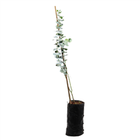 Planta Ornamental Eucalipto Plateado B.M