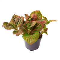 Planta Ornamental Fitonia Roja Mac 1/2 Galon