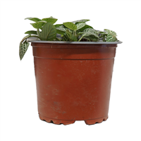 Planta Ornamental Fitonia Verde con Blanco Mac 1/2 Galon