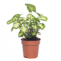 Planta Ornamental Garrobos Mac 1/4 Galon