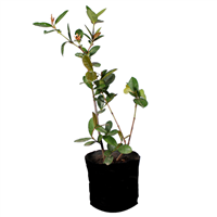 Planta Ornamental Ixora Mawi Roja B.P