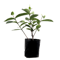 Planta Ornamental Ixora Nora B.P