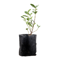 Planta Ornamental Ixora Petit Anaranjada B.P