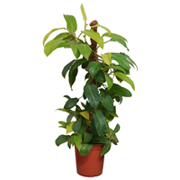 Planta Ornamental Philodendrum En Toten Mac 1200