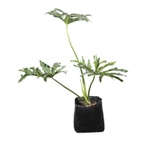 Planta Ornamental Philodendrum Mano De Tigre B.A