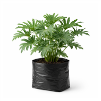 Planta Ornamental Philodendrum Sanadú Mac 1/2 Galon