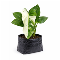 Planta Ornamental Philodendrum Variegado Mac 1/2 Galon