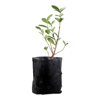 Planta Ornamental Pincelon B.P