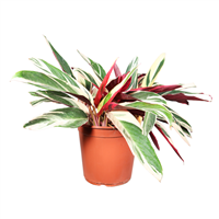 Planta Ornamental Pluma De Indio Mac 600