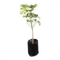 Planta Ornamental Sheflera B.P 1 Eje