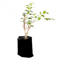 Planta Ornamental Veranera