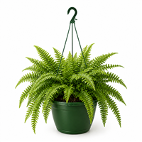 Planta Ornamental Colgante Helecho