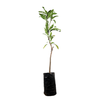 Arbol Frutal Manga Tomy